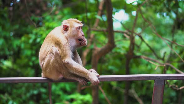 A Wild Monkey Sits on The Railing in The Park. Natural Habitats. a Tropical Forest