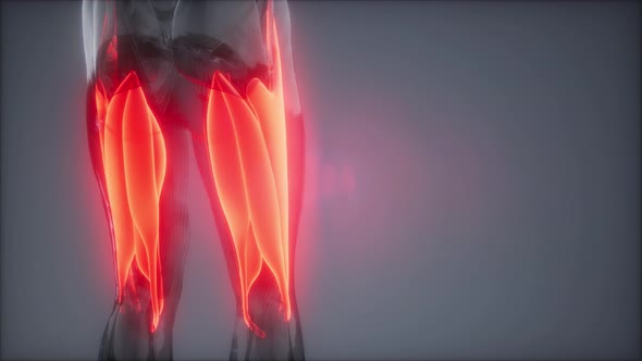 Selected Muscle Anatomy Map alt