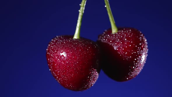 Ripe Cherries on a Blue Background