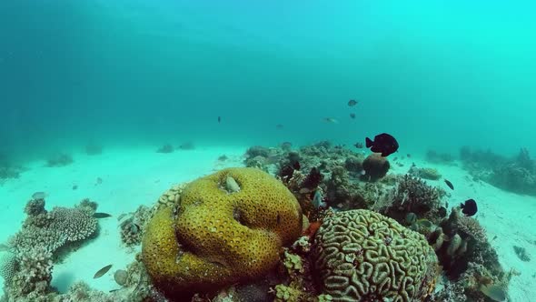 Coral Reef with Fish Underwater. Bohol, Philippines.