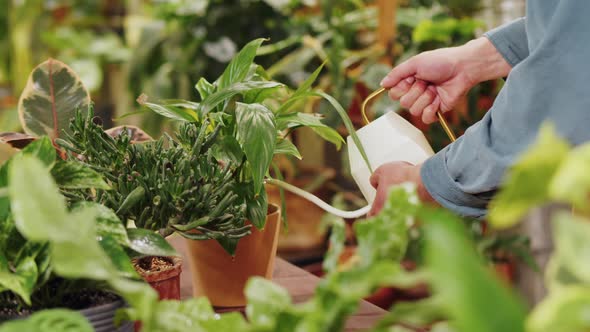 Florist Man Watering Flowers Closeup