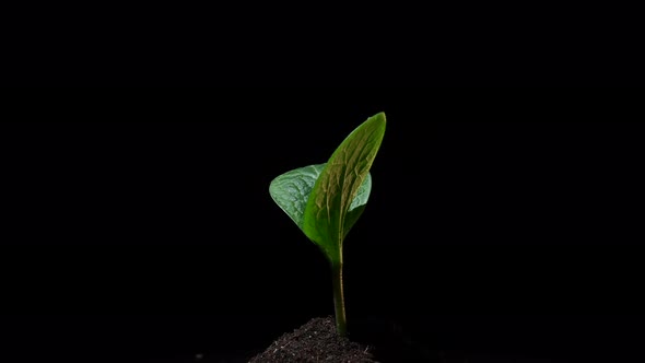 Closeup of a Spinning Sprout of Zucchini on a Black Background