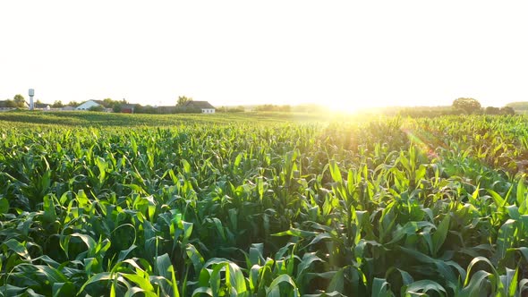 Flying Over Scenic Countryside With Cornfield And Farm On Background Sunset