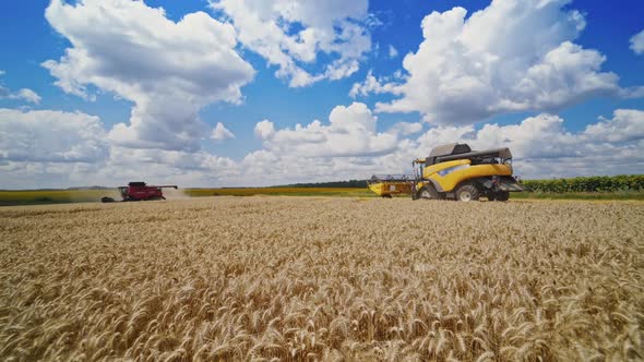 Two modern combines working on golden field under blue sky.