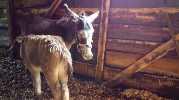 Adult Donkey Mother with Young Foal are Standing in the Barn