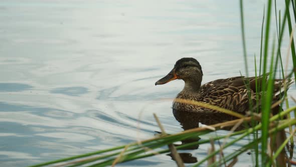 Duck Swimming Near Anes Of A Lake