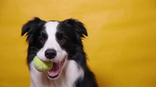 Funny Cute Puppy Dog Border Collie Holding Toy Ball in Mouth Isolated on Yellow Background