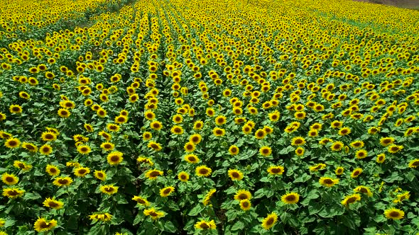 Aerial View Of Yellow Sunflower Fields