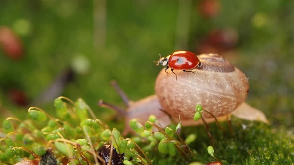 Closeup Wildlife of a Snail and Ladybug in the Sunset Sunlight