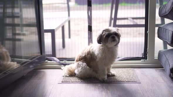 Boomer dog sitting waiting patiently at back door, medium shot