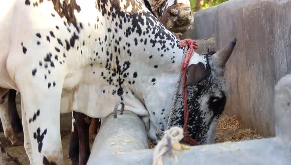 Cow-eating dry fodder on the farm.