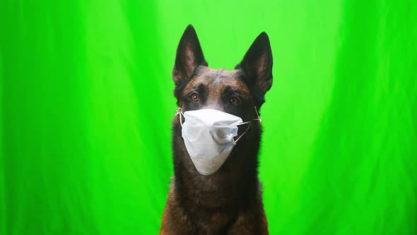 Malinois Bard Wearing Medical Protective Mask Sitting on Green Background Closeup of Belgian