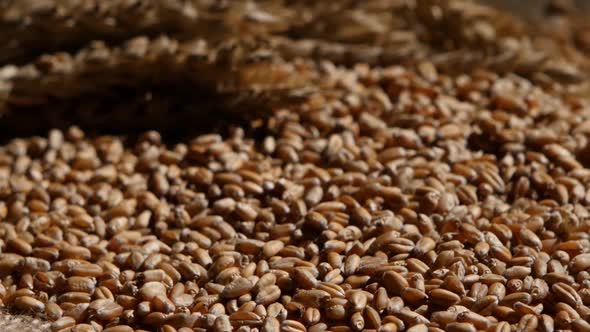 Wheat Grains Agricultural Crop Harvest. Rotation. Close Up