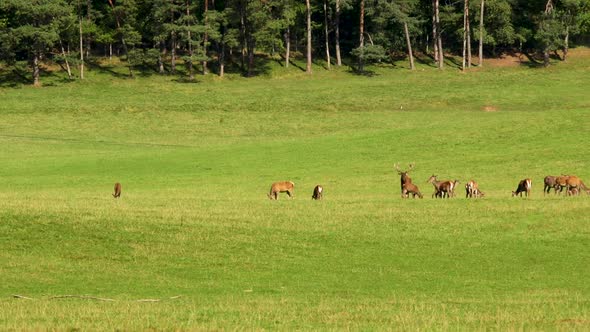 Deer in the mating period in the belgian ardennes. Deer with females in the wild. Rutting deer. Deer