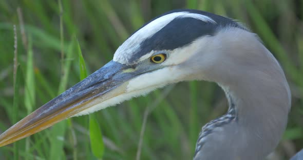 Close up of a heron's head