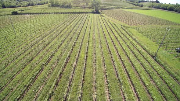 Aerial View Italy Vineyard, Sunny Weather and Blue Sky