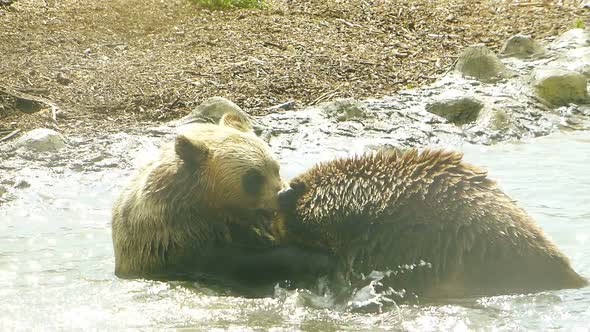 Cubs play in the water close-up.