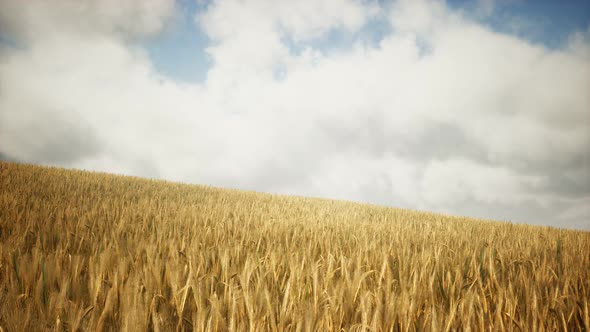 Ripe Yellow Rye Field Under Beautiful Summer Sunset Sky with Clouds alt