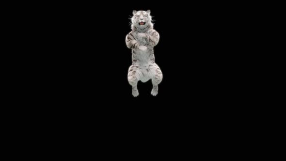 71 White Tiger Jumping Down HD