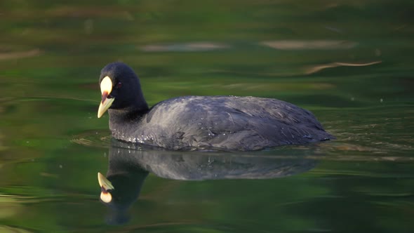 Pretty black colored Duck with red eyes swimming in clean lake during summer,4K - Red-gartered Coot