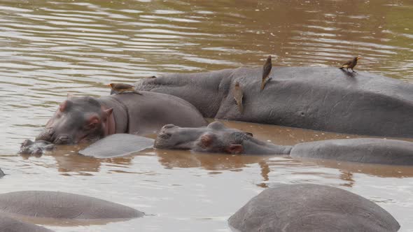 Hippos in a lake in Serengeti National Park Tanzania - 4K