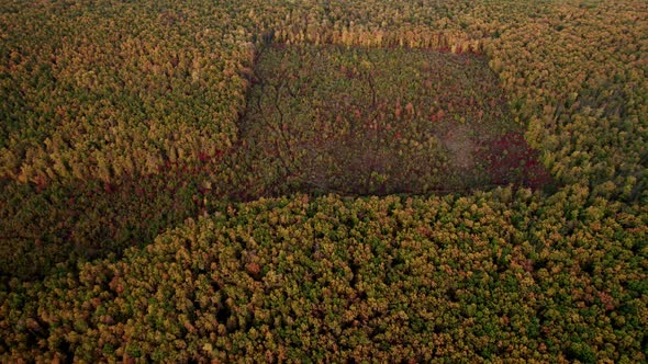 Aerial Drone View of Forest Destroyed in Europe Forest at Sunset During Autumn