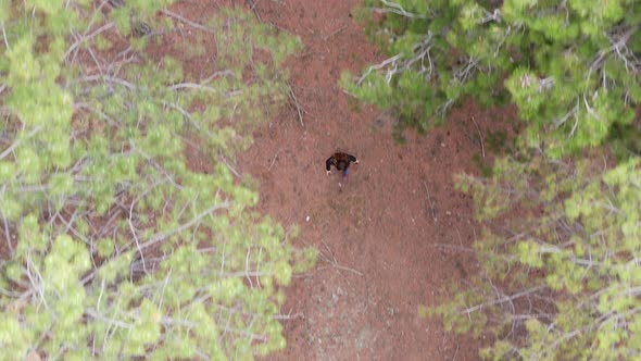 A Woman Walks Through the Pine Forest View From Above