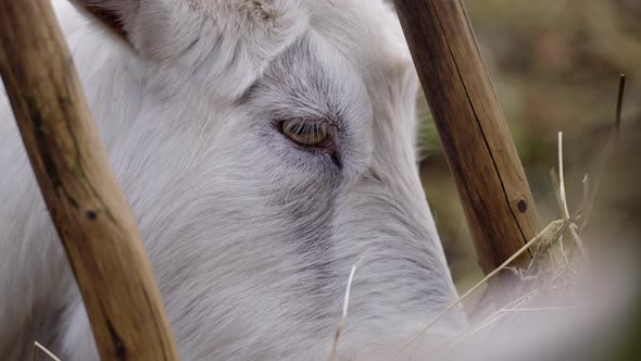 White hairy goat eating 