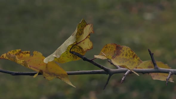 Dry Orange Leaves Move Slowly on Thin Dark Tree Branch