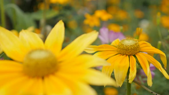 Garden of summer Rudbeckia hirta Irish Spring flower  shallow DOF close-up petals and pistil 4K 3840