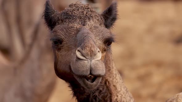 Camels in Slow Motion at the Pushkar Fair, Also Called the Pushkar Camel Fair