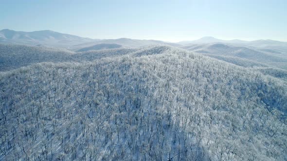 Aerial View of a Frozen Forest with Snow Covered Trees at Winter