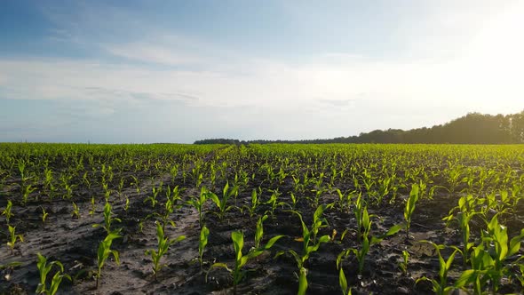 Rows of Green Corn Shoots in Summer at Dawn