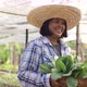 Asian woman farmer harvesting ang showing fresh raw vegetable on her local organic vegetable farm. - VideoHive Item for Sale