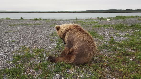 A Drone View of a Brown Bear Digging Rocks on a River Bank Search of Food