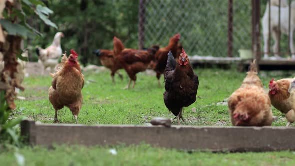 Several red, farm chickens eating some corn in the countryside. Farming and Pet Concept