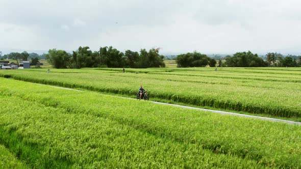 Motorcycle Driver Riding on a the Rice Fields. Outdoor Shot, Countryside Landscape. Travel and Sport