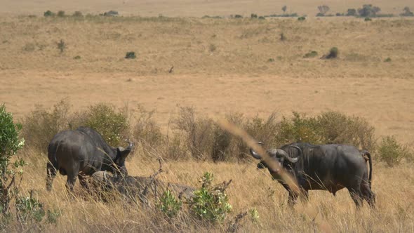 African buffaloes in Masai Mara