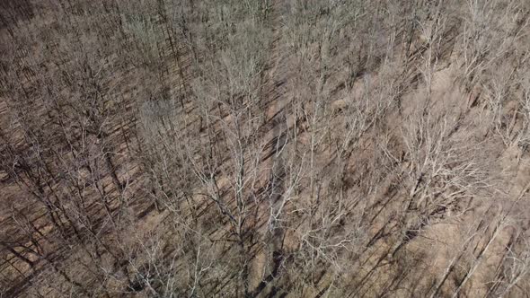 Fly above bicycles riding spring bare forest