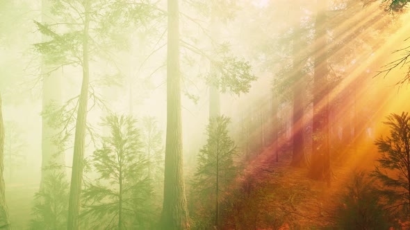 Morning Fog in the Giant Sequoias Forest