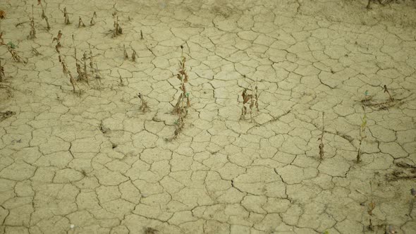 Drought Dry Field Land with Poppy Leaves Papaver Poppyhead, Drying Up Soil Cracked, Drying Up the