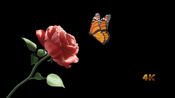 Butterfly And Rose Looping Pack 4K