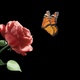 Butterfly And Rose Looping Pack 4K - VideoHive Item for Sale
