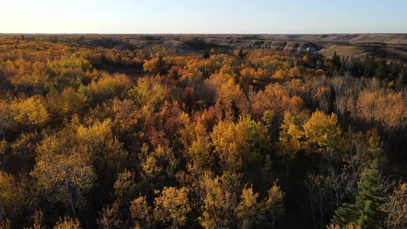 Slowly forwarding cameraement of 4k drone over stunningly colourful autumn forest during sunset. Sma