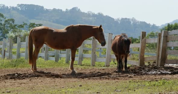 Horse in the farm