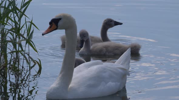 Family of European swans swimming in natural lake with water plants during summer,close up