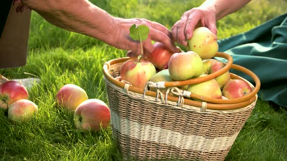 Elderly Hands and Apple Basket.