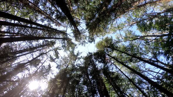 Camera headed up! Rotation in the forest.