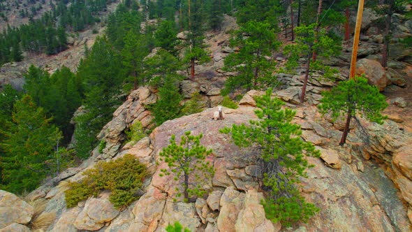 Colorado Mountain Goat Sitting On Large Rocky Mountainside Near Estes Colorado Alpine Forest. Drone