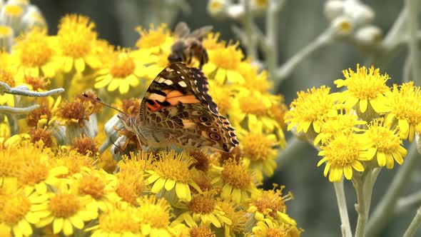 Butterfly Named Vanessa Cardui On Yellow Flowers 